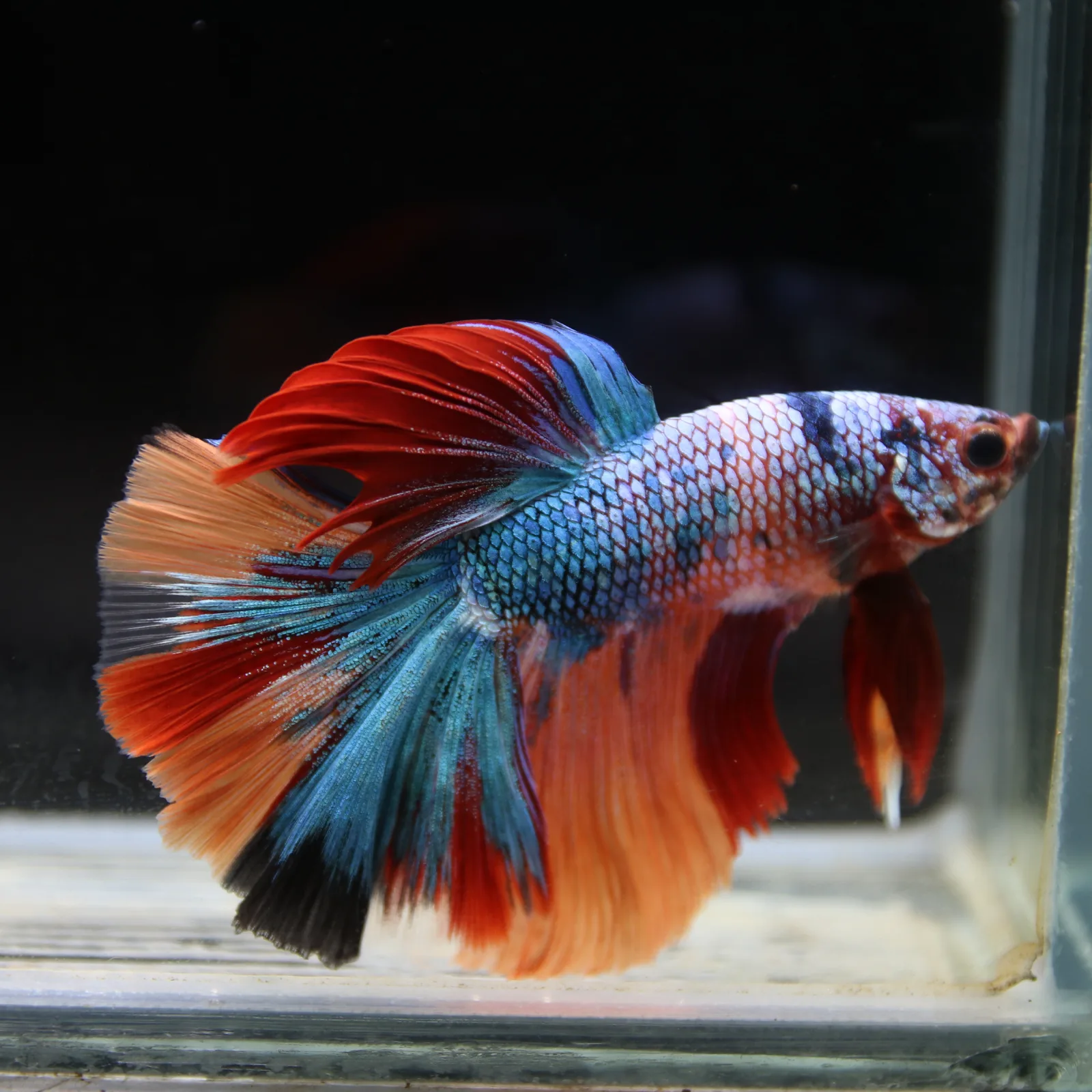 Show Grade Halfmoon Non Metallic Multicolor Betta Fish Male – Unique Marble Pattern media 2