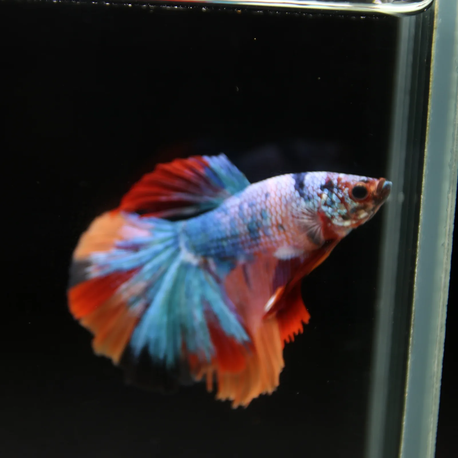 Show Grade Halfmoon Non Metallic Multicolor Betta Fish Male – Unique Marble Pattern media 6