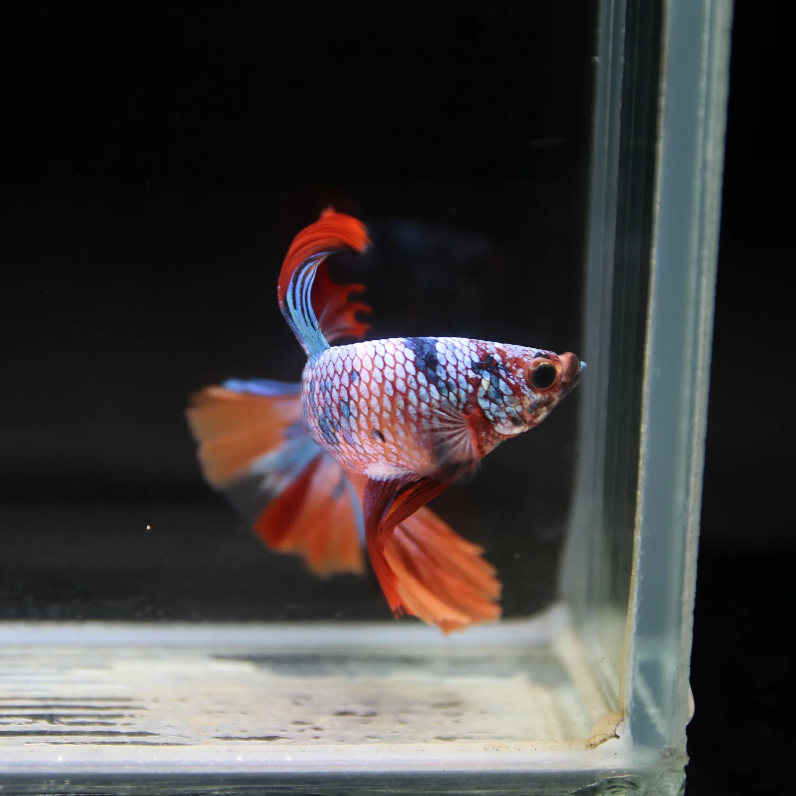 Show Grade Halfmoon Non Metallic Multicolor Betta Fish Male – Unique Marble Pattern media 9
