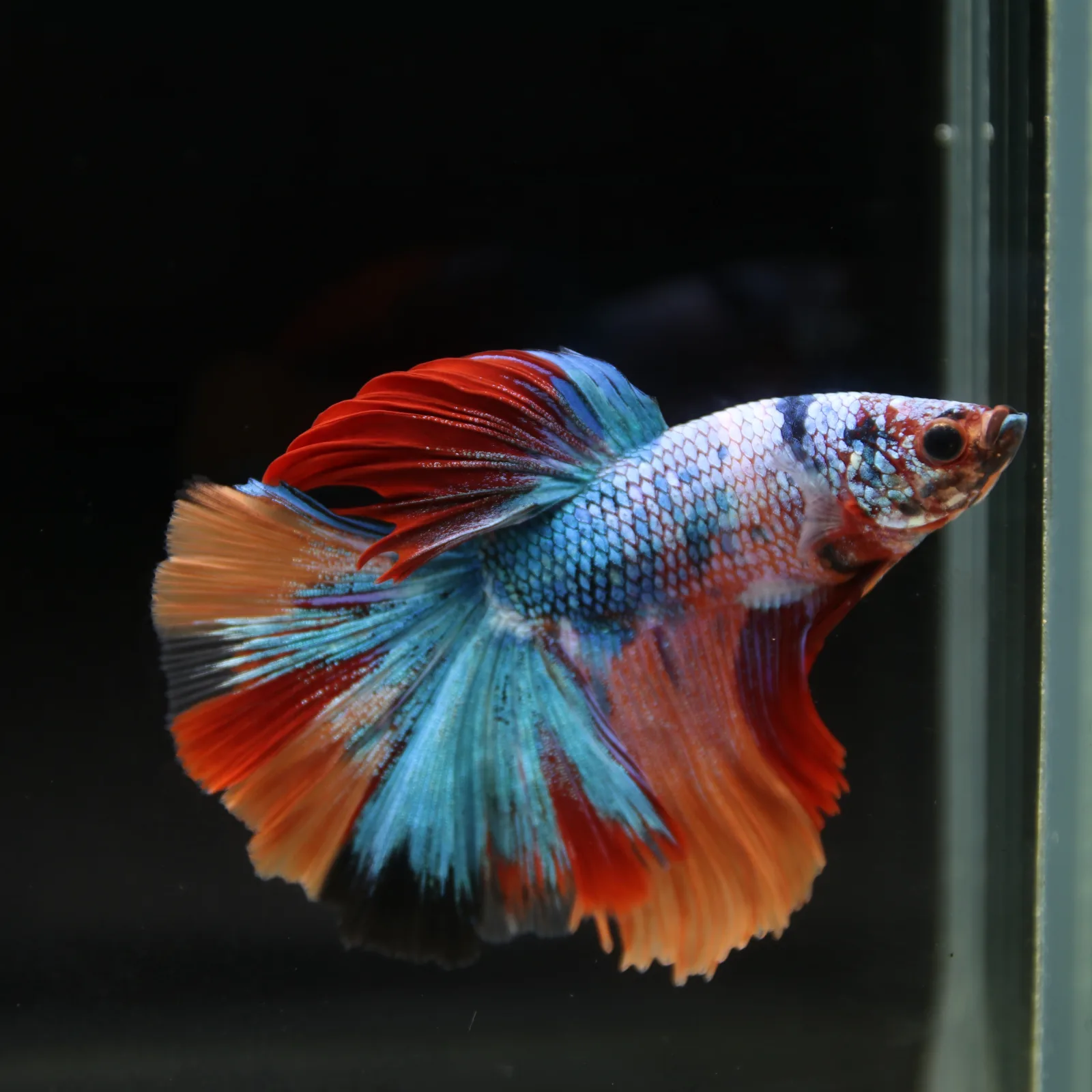 Show Grade Halfmoon Non Metallic Multicolor Betta Fish Male – Unique Marble Pattern media 13