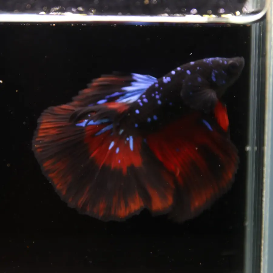 Show Grade Galaxy Halfmoon Betta Fish Male – Black Base Red Blue Marble Live Betta