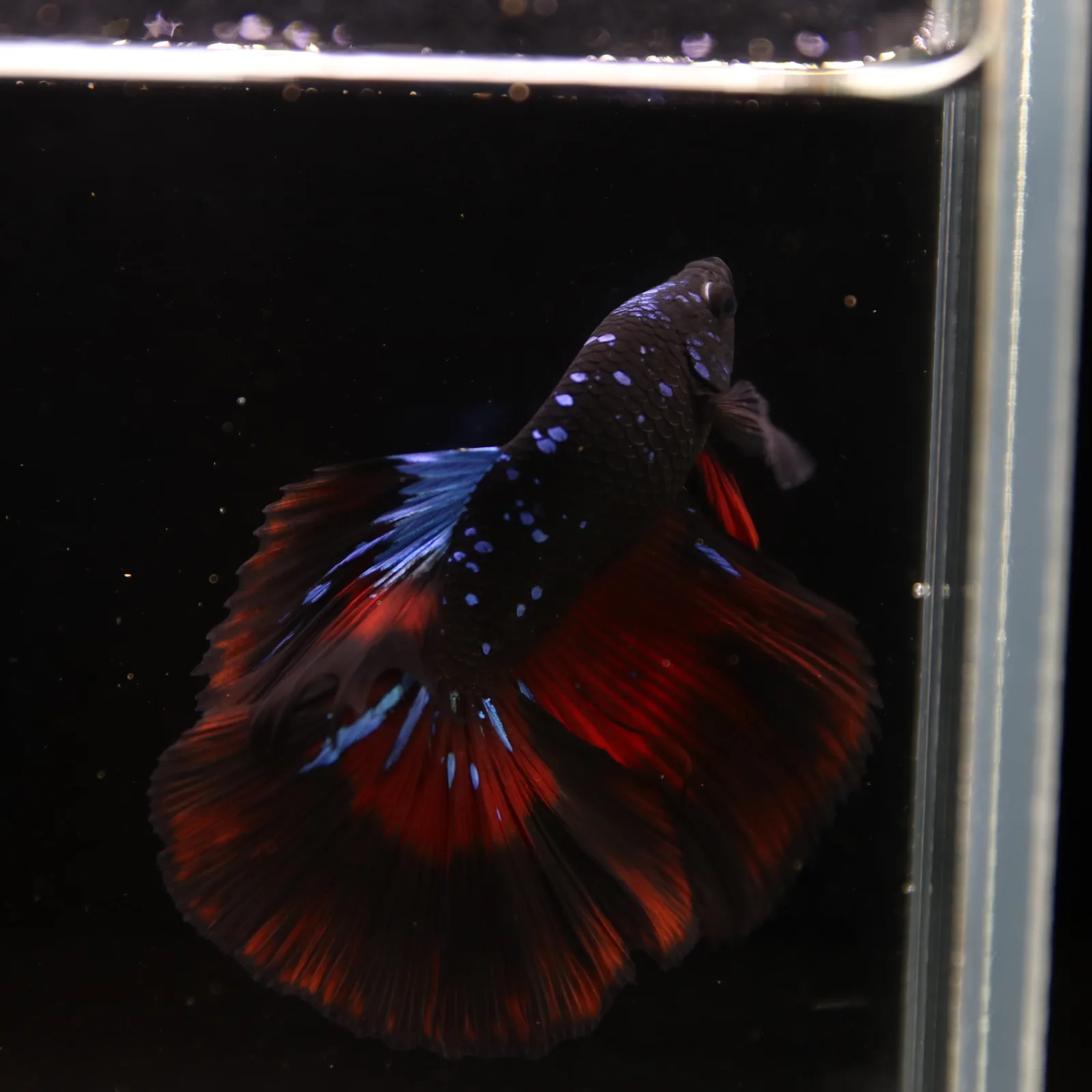 Show Grade Galaxy Halfmoon Betta Fish Male – Black Base Red Blue Marble Live Betta media 4