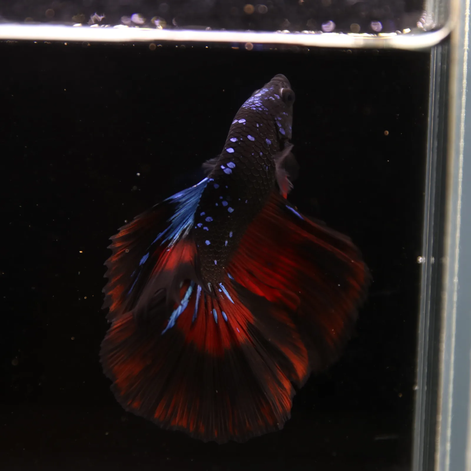 Show Grade Galaxy Halfmoon Betta Fish Male – Black Base Red Blue Marble Live Betta media 5