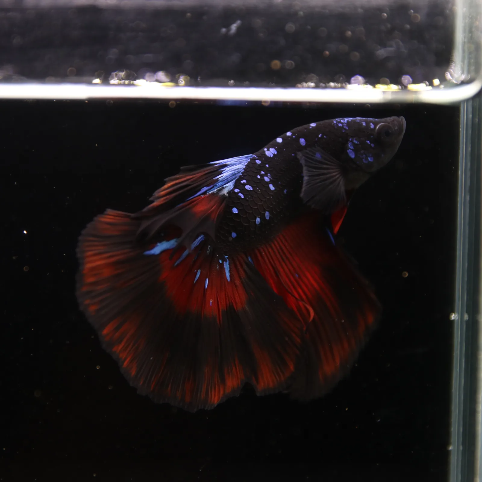 Show Grade Galaxy Halfmoon Betta Fish Male – Black Base Red Blue Marble Live Betta media 9