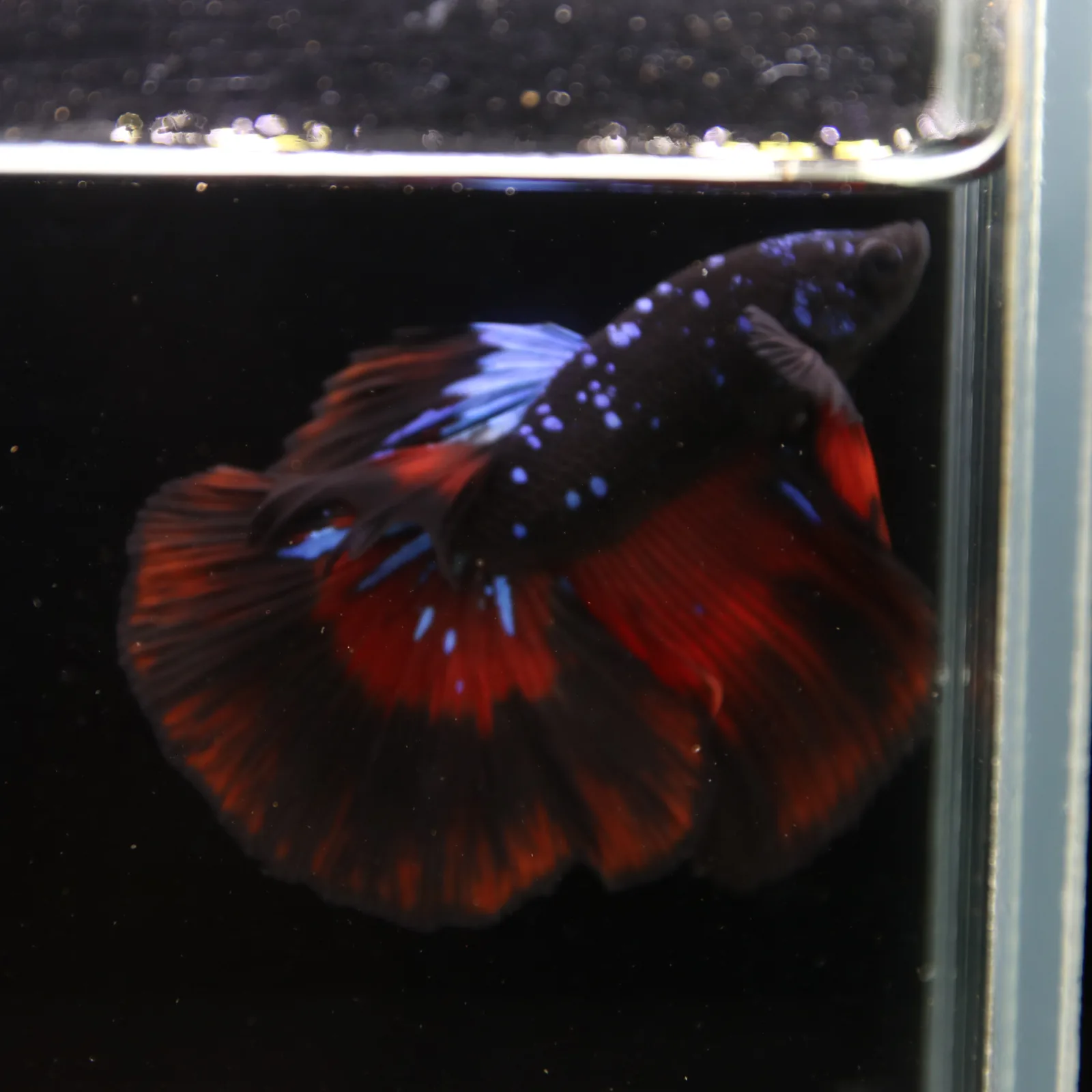 Show Grade Galaxy Halfmoon Betta Fish Male – Black Base Red Blue Marble Live Betta media 10