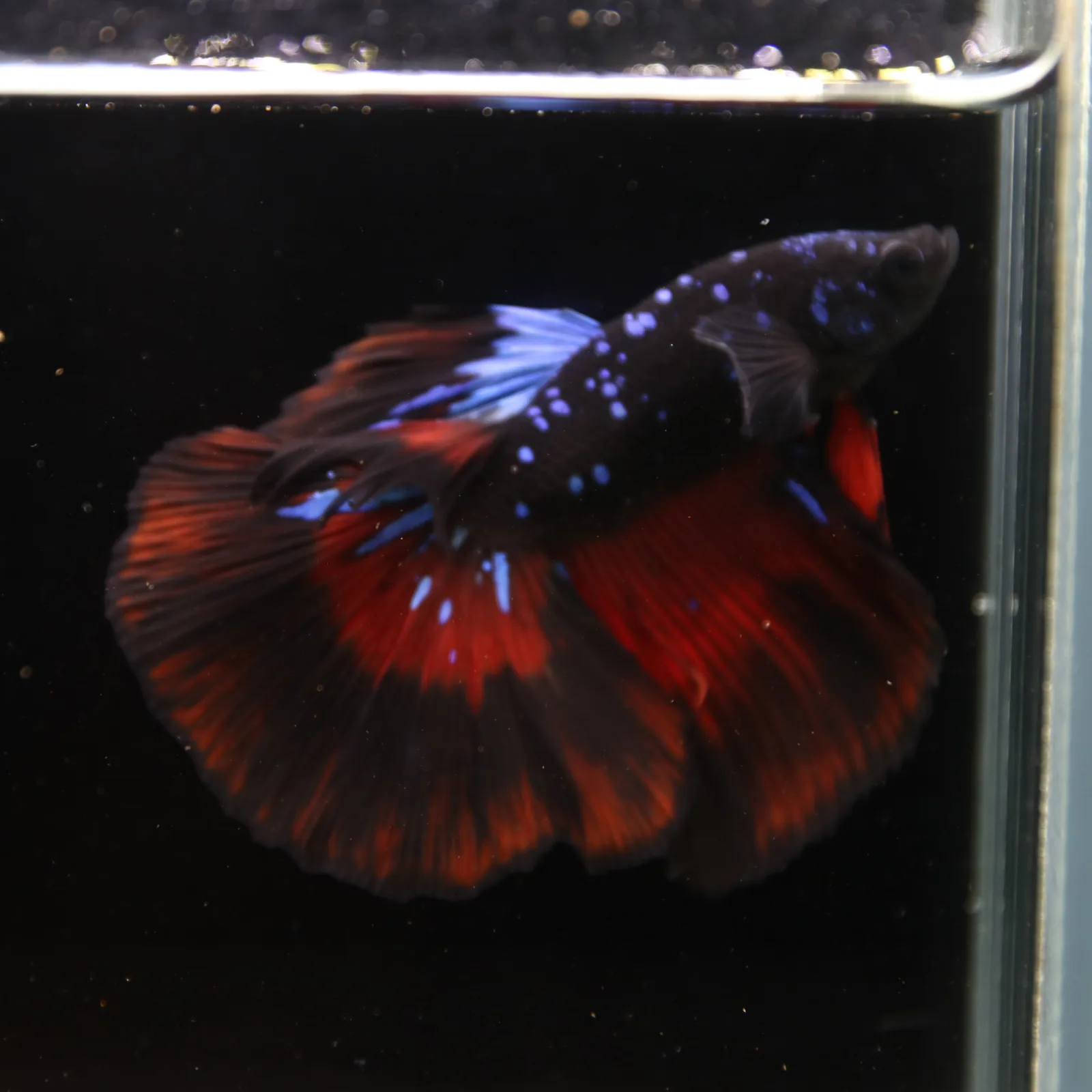 Show Grade Galaxy Halfmoon Betta Fish Male – Black Base Red Blue Marble Live Betta media 12