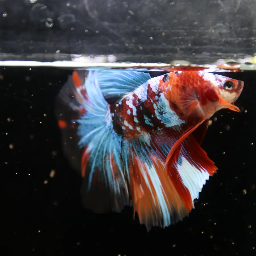 Show Grade Non Metallic Multicolor Halfmoon Betta Fish Male – Candy Marble Live Betta