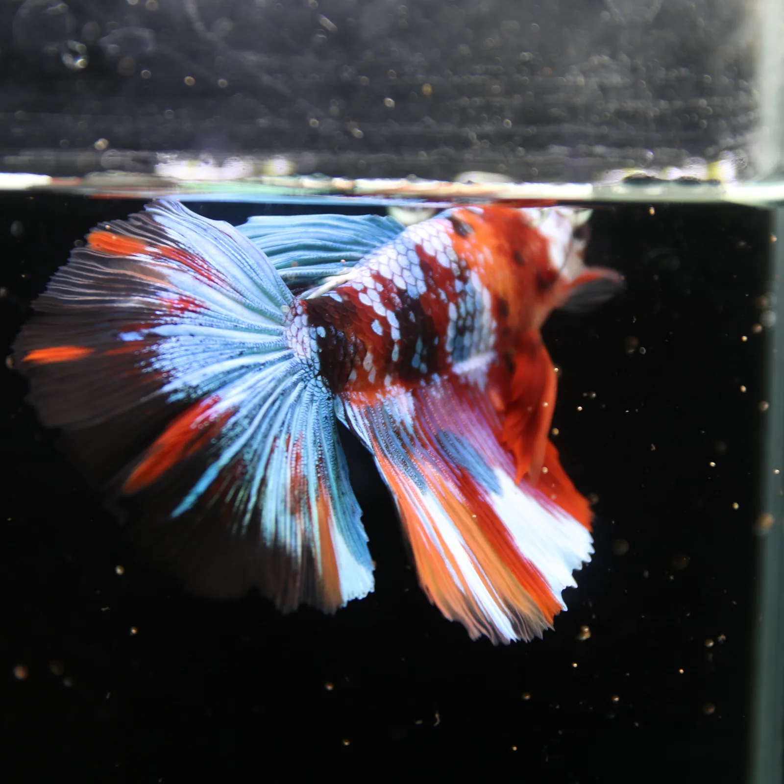 Show Grade Non Metallic Multicolor Halfmoon Betta Fish Male – Candy Marble Live Betta media 6