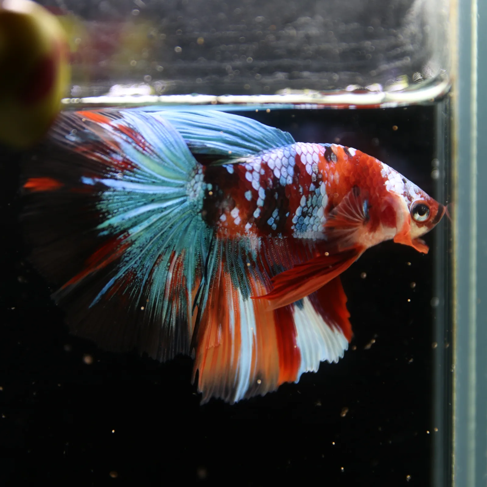 Show Grade Non Metallic Multicolor Halfmoon Betta Fish Male – Candy Marble Live Betta media 10