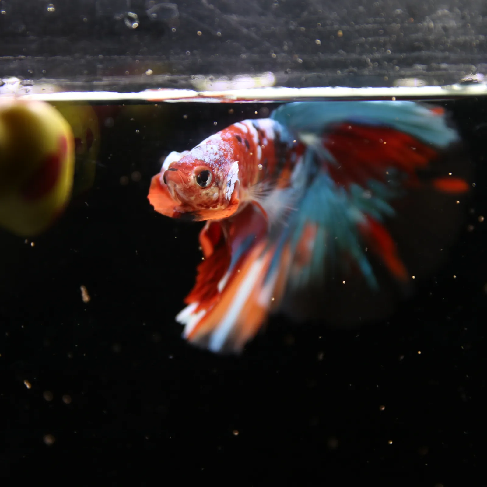 Show Grade Non Metallic Multicolor Halfmoon Betta Fish Male – Candy Marble Live Betta media 12