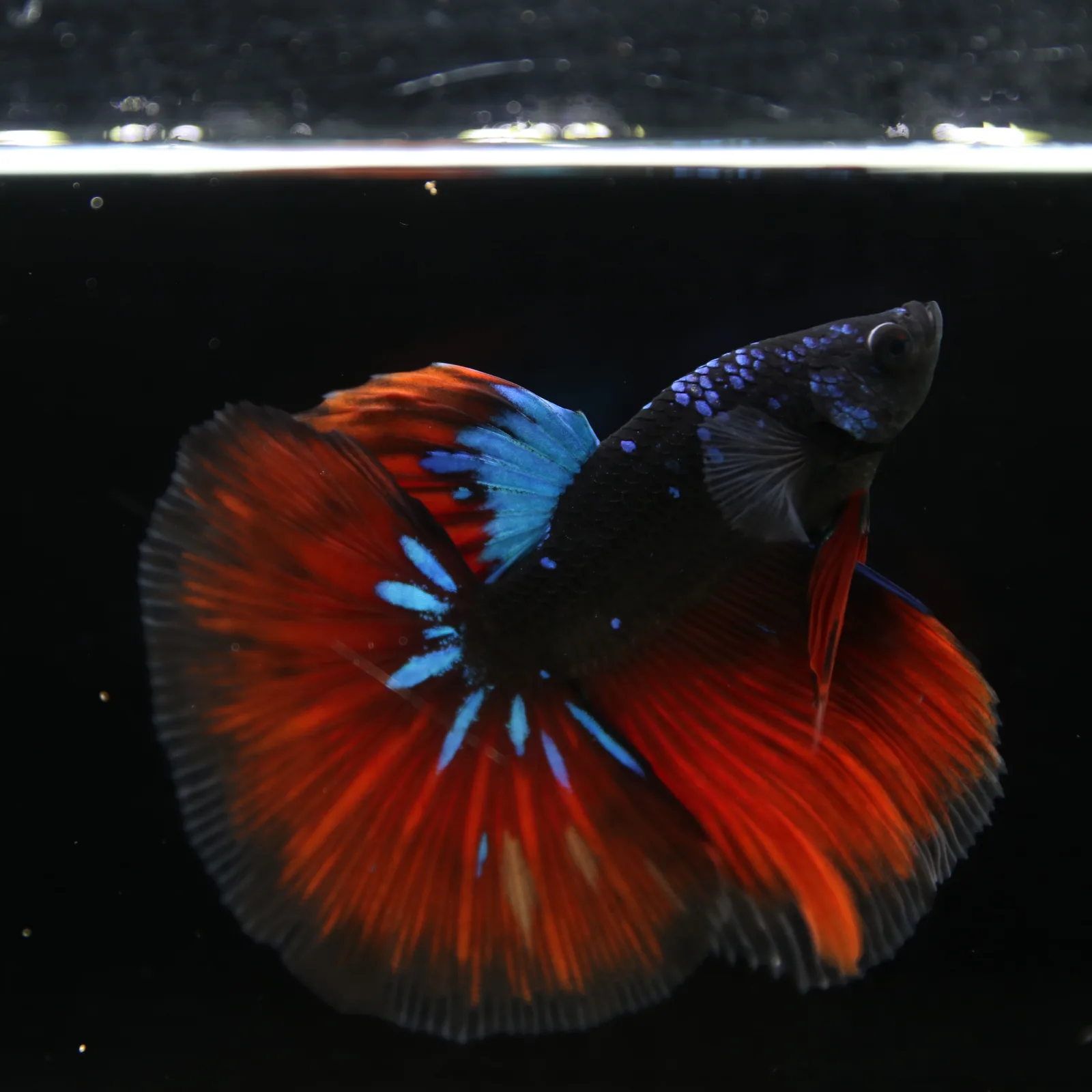 Show Grade Galaxy Halfmoon Betta Fish Male – Black Base Crimson Red Live Betta media 3