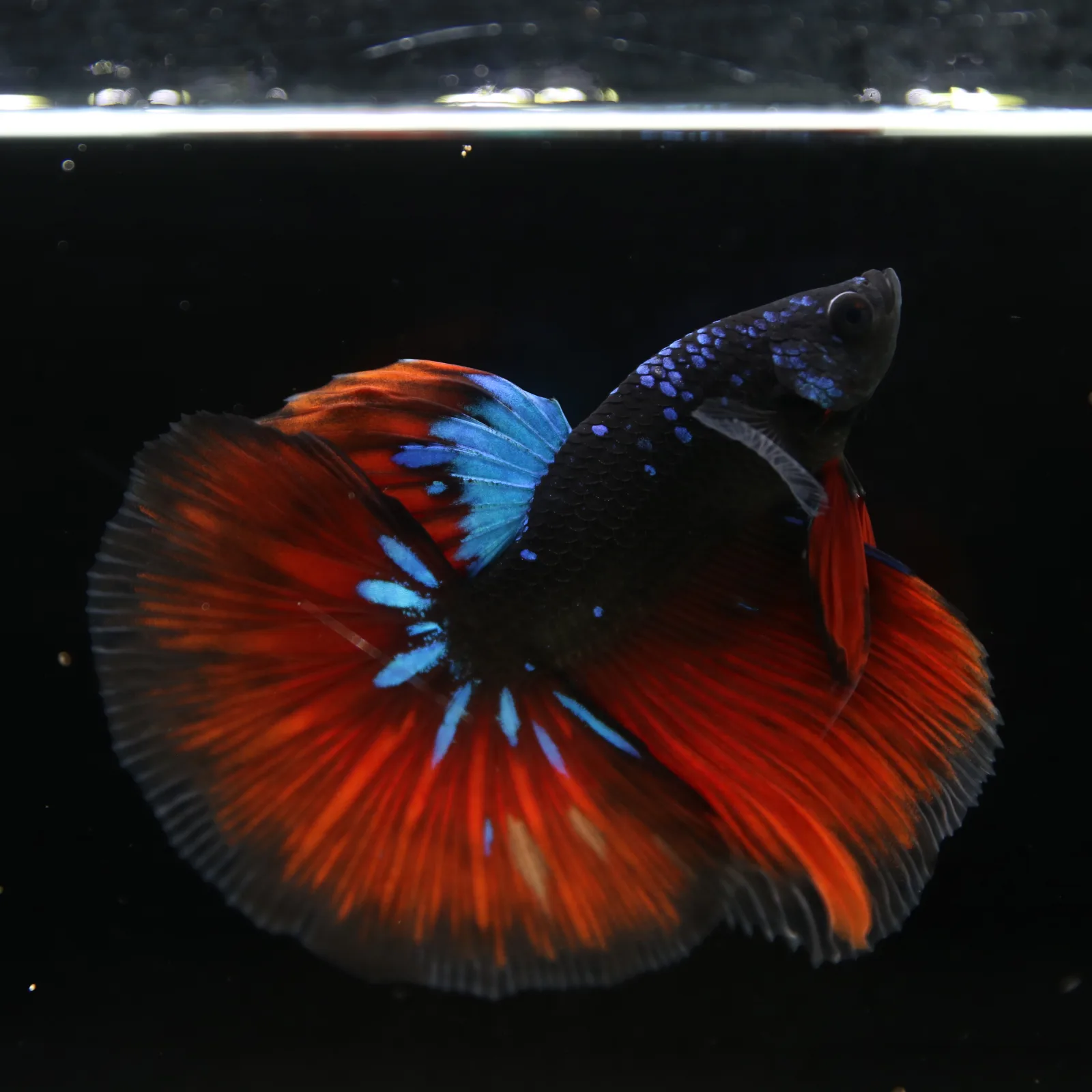 Show Grade Galaxy Halfmoon Betta Fish Male – Black Base Crimson Red Live Betta media 7