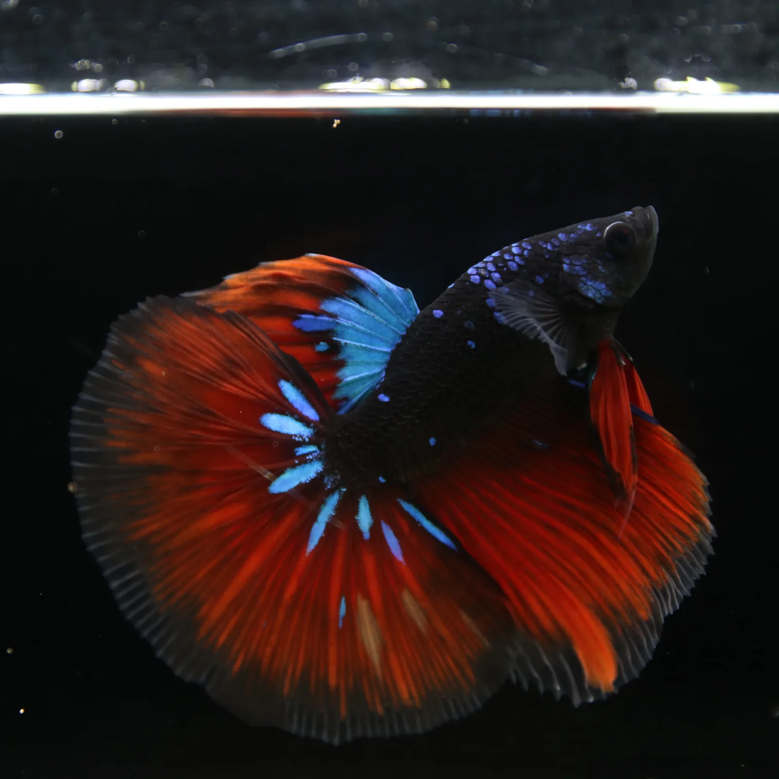 Show Grade Galaxy Halfmoon Betta Fish Male – Black Base Crimson Red Live Betta media 8