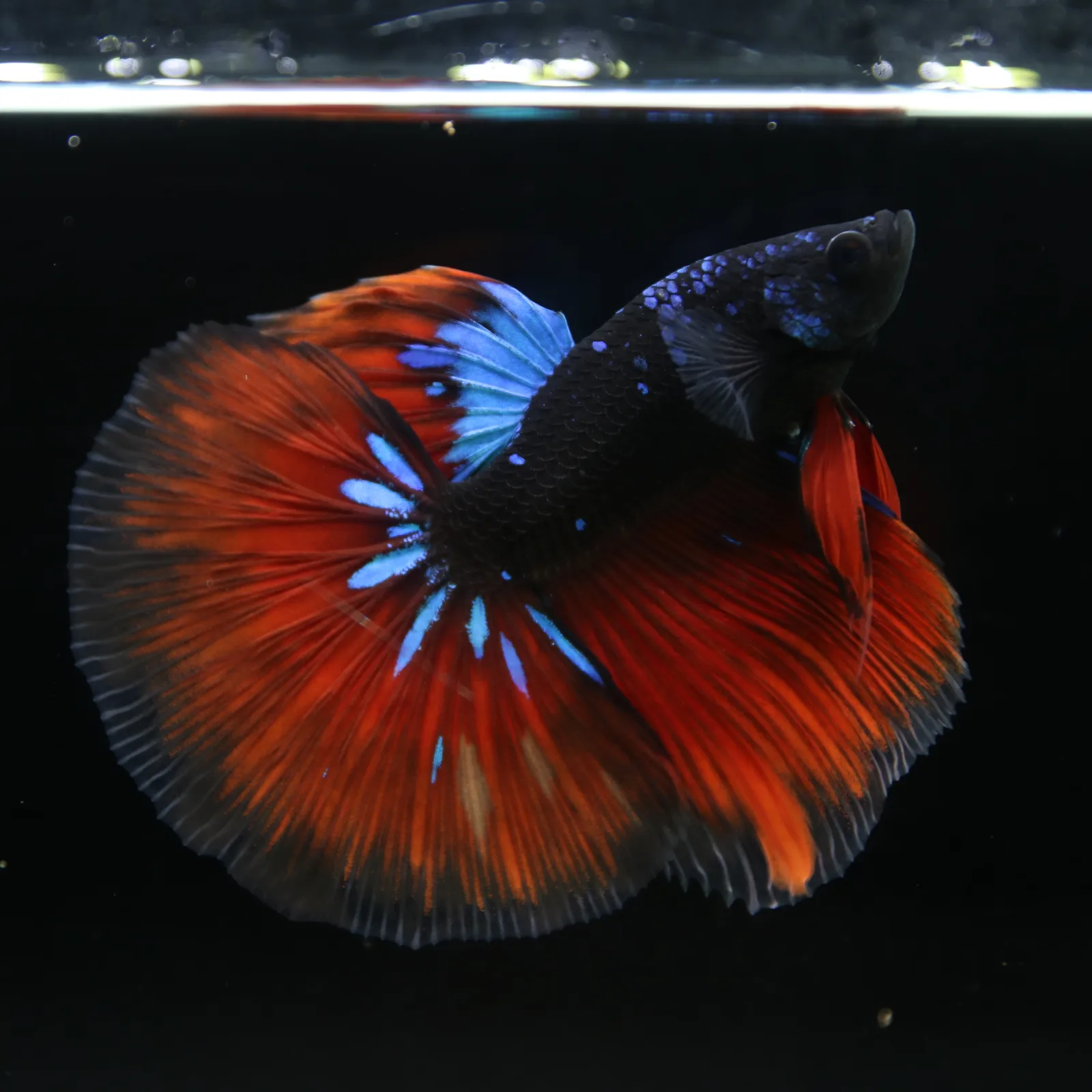 Show Grade Galaxy Halfmoon Betta Fish Male – Black Base Crimson Red Live Betta media 9