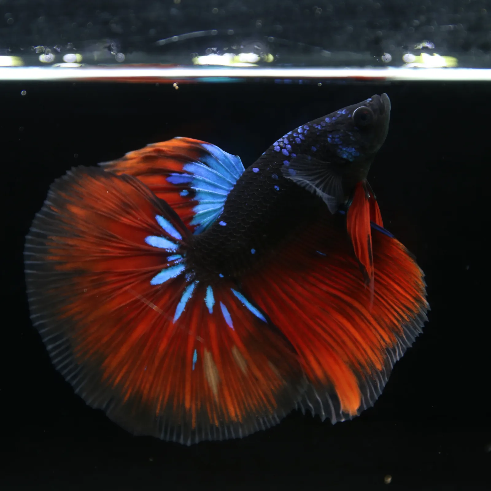 Show Grade Galaxy Halfmoon Betta Fish Male – Black Base Crimson Red Live Betta media 10