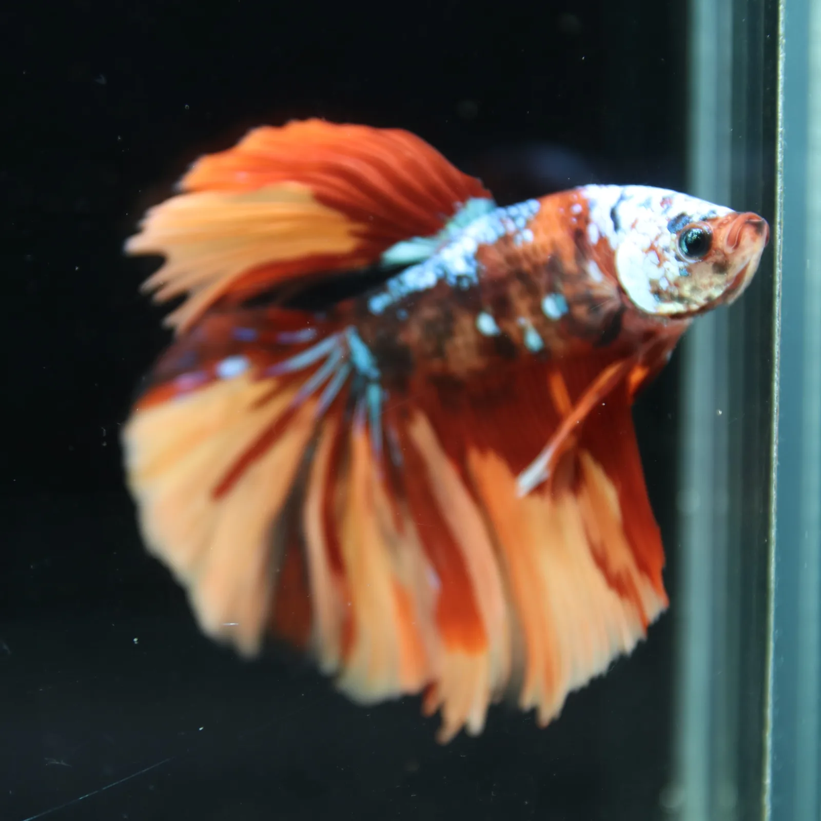 Halfmoon Multicolor Betta Fish – Orange Red Cream Show Grade Male media 3