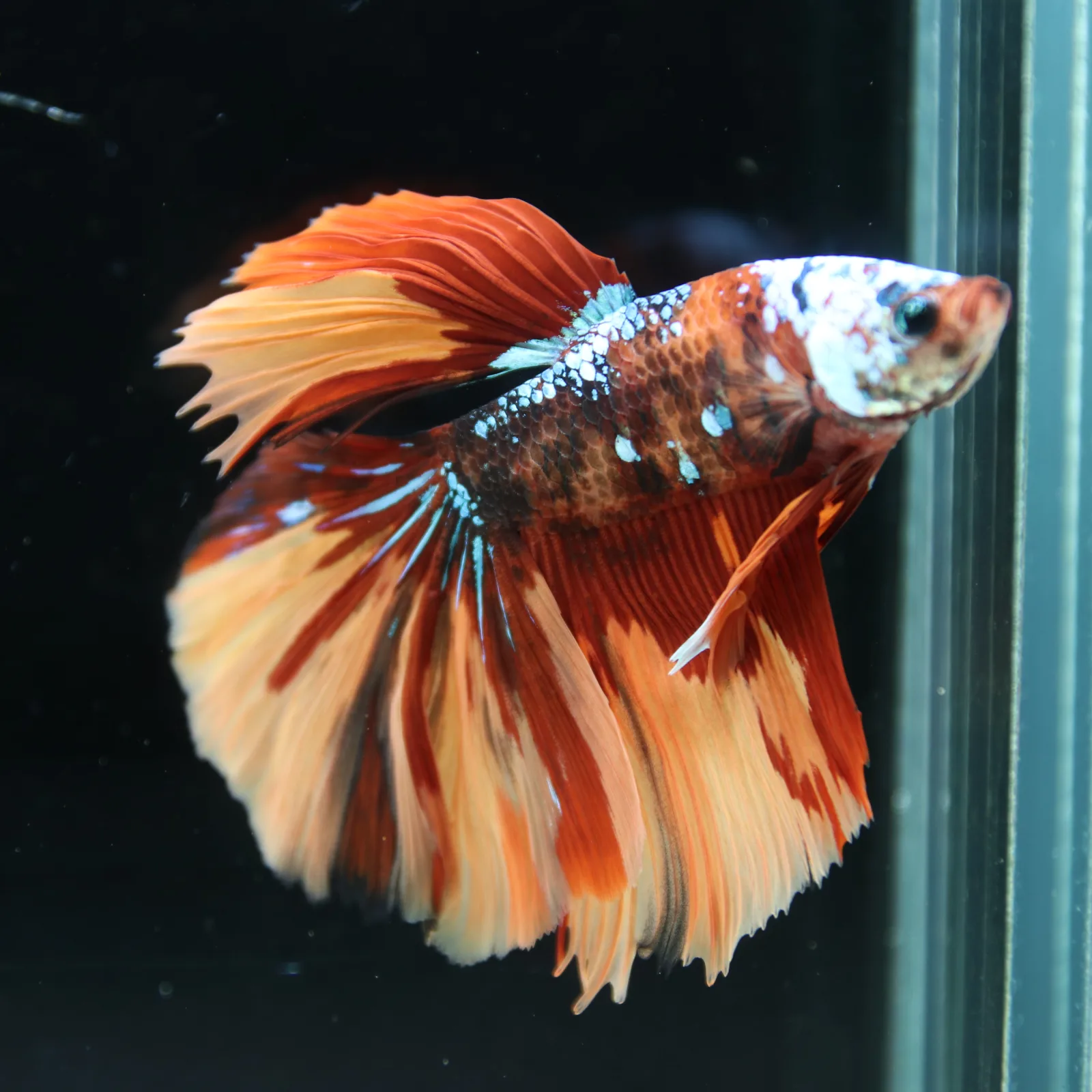Halfmoon Multicolor Betta Fish – Orange Red Cream Show Grade Male media 4