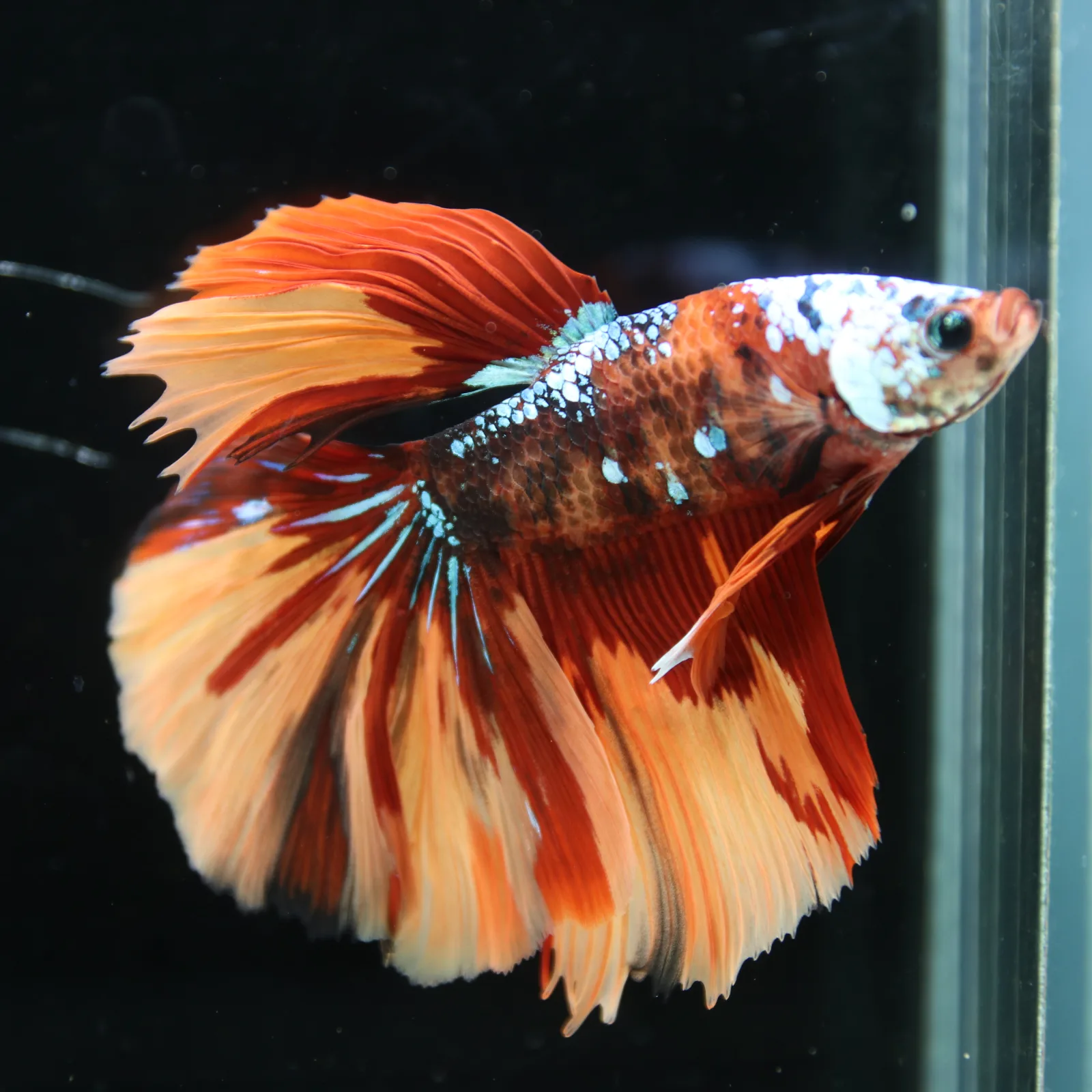Halfmoon Multicolor Betta Fish – Orange Red Cream Show Grade Male media 7