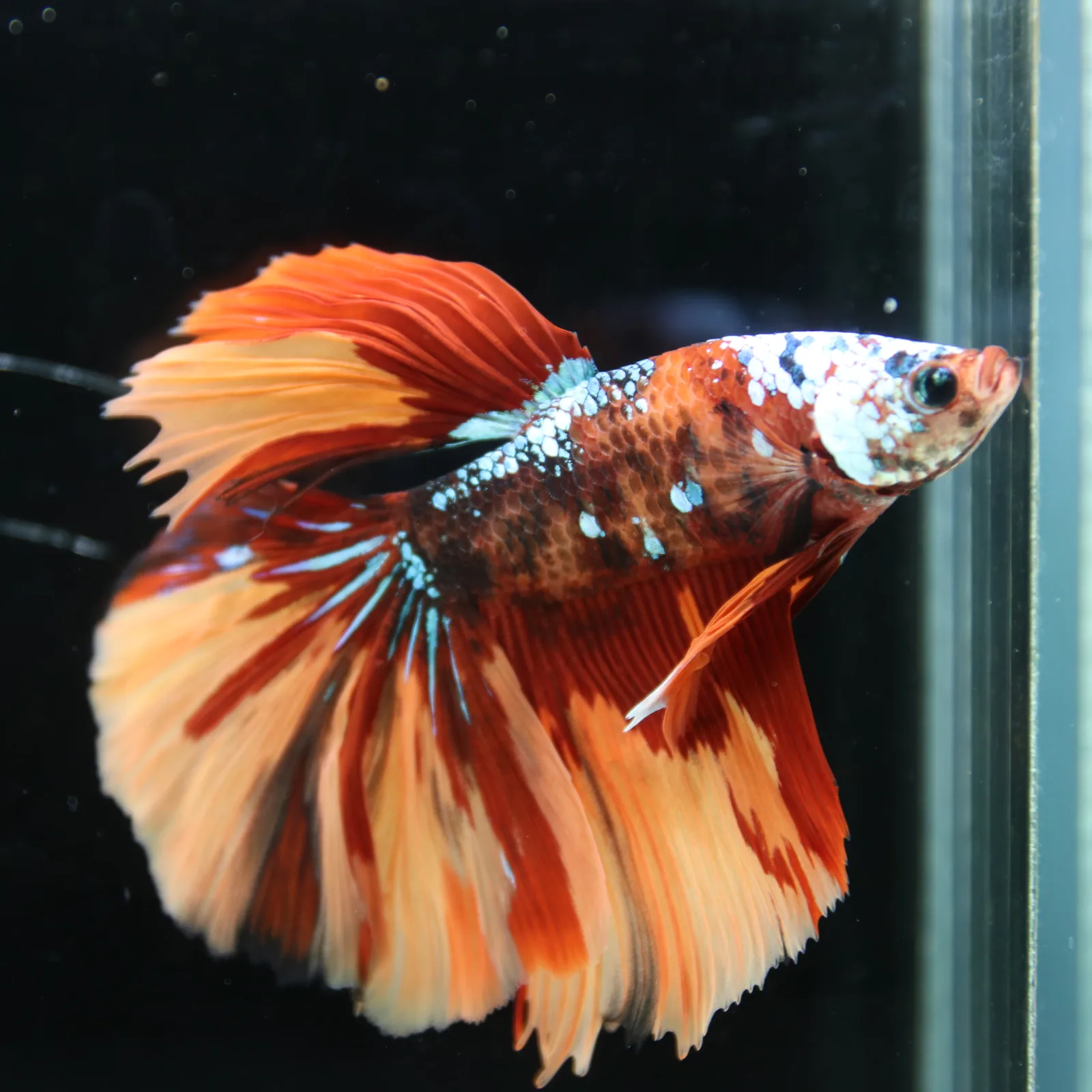 Halfmoon Multicolor Betta Fish – Orange Red Cream Show Grade Male media 10