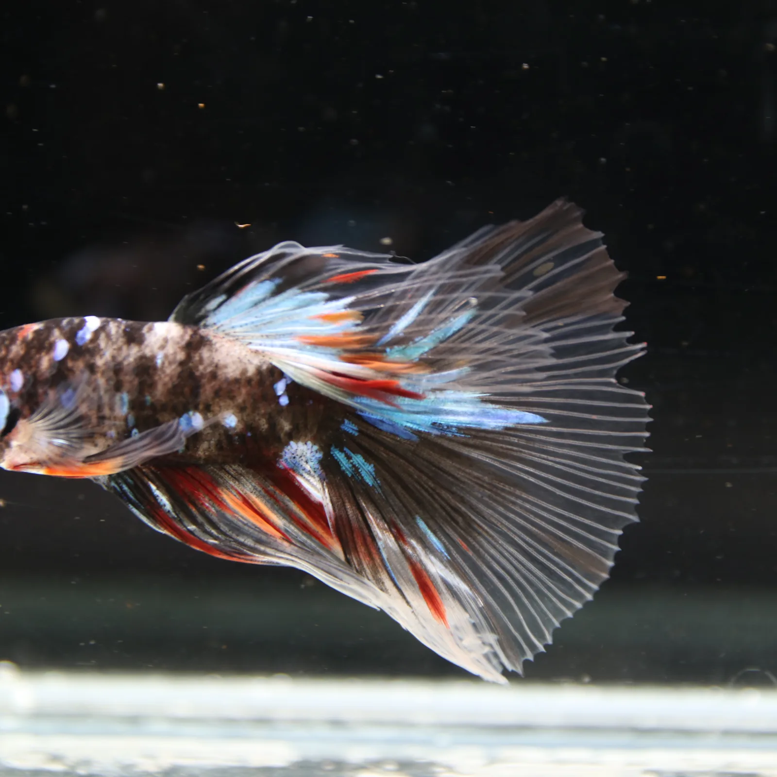 Black Base Multicolor Halfmoon Betta Fish – Blue Red Marble Male media 3