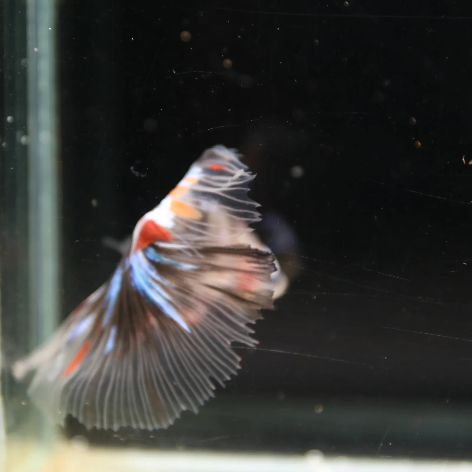 Black Base Multicolor Halfmoon Betta Fish – Blue Red Marble Male media 6
