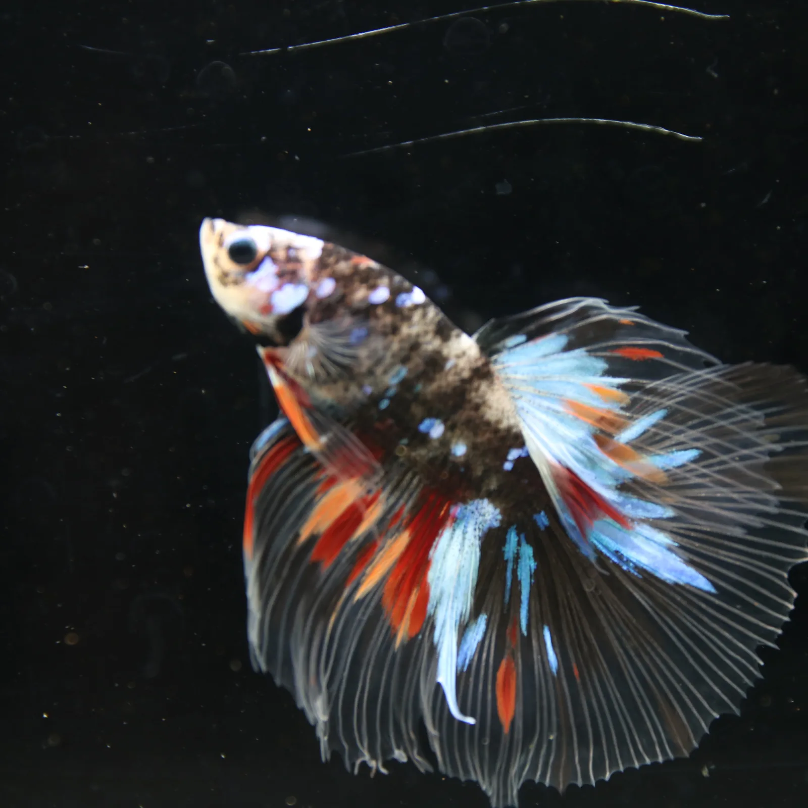 Black Base Multicolor Halfmoon Betta Fish – Blue Red Marble Male media 9