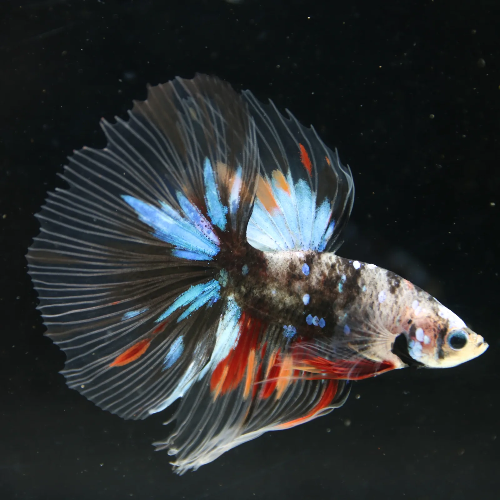 Black Base Multicolor Halfmoon Betta Fish – Blue Red Marble Male media 11