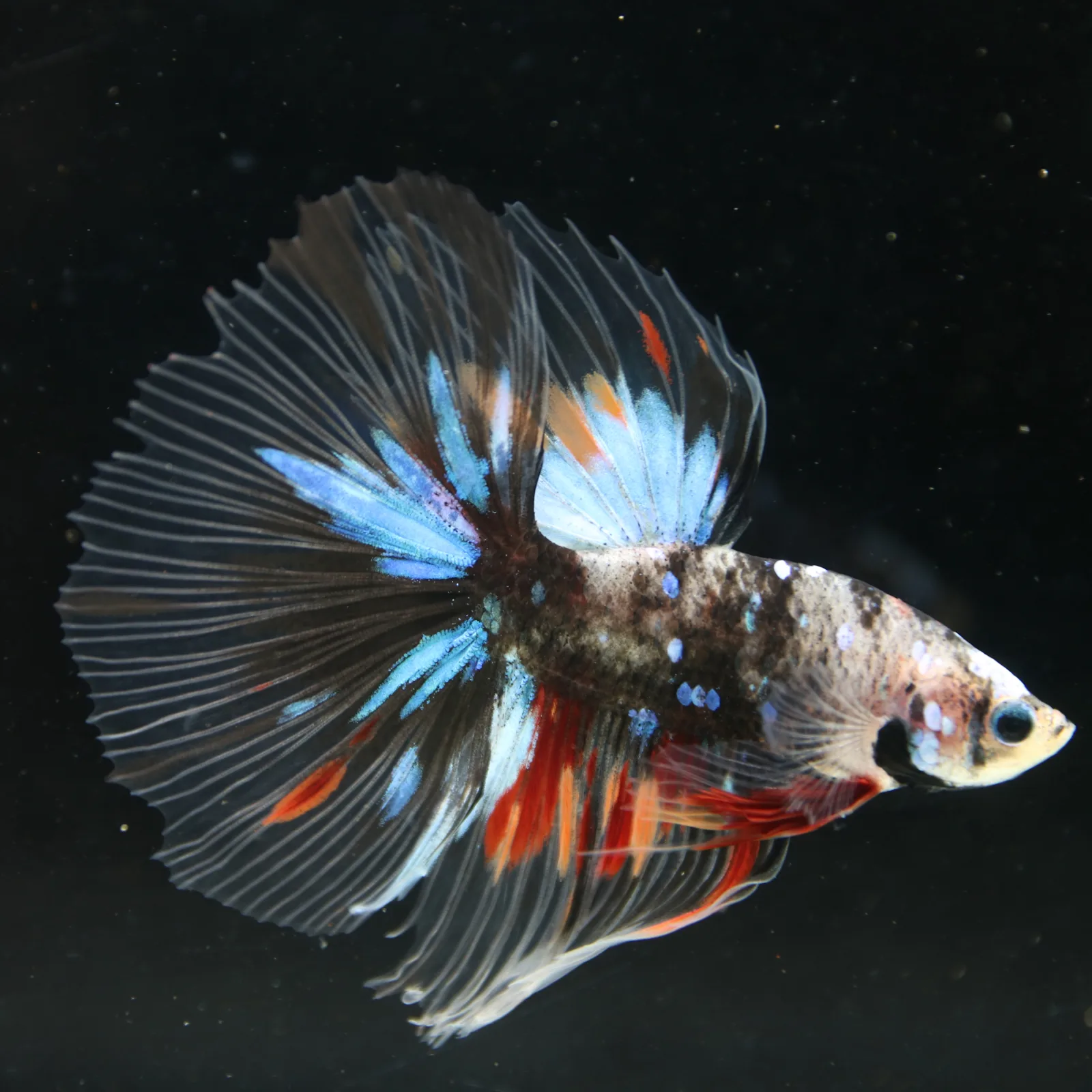 Black Base Multicolor Halfmoon Betta Fish – Blue Red Marble Male media 12